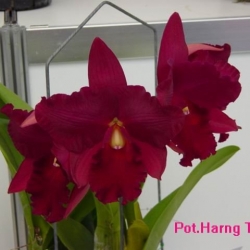 Cattleya