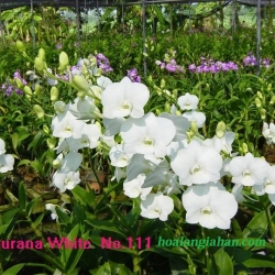 Dendrobium