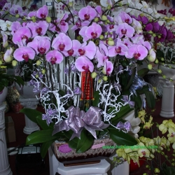Hồ Điệp Cắm Chậu nghệ thuật
