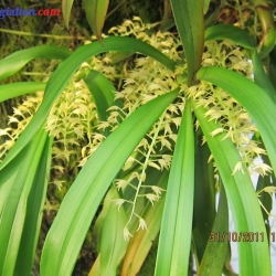 lan rừng