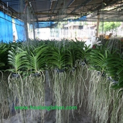 Cây Lan Giống