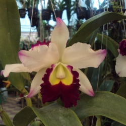 Cattleya