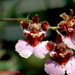 Vũ Nữ