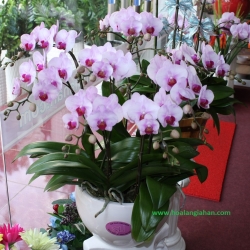 Hồ Điệp Cắm Chậu nghệ thuật