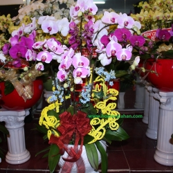 Hồ Điệp Cắm Chậu nghệ thuật