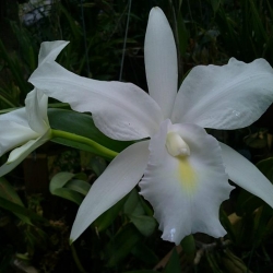 Cattleya