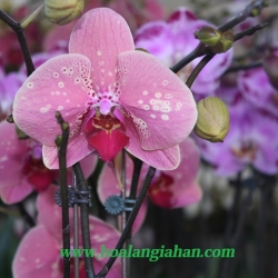 Hồ Điệp