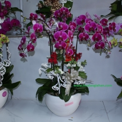 Hồ Điệp Cắm Chậu nghệ thuật