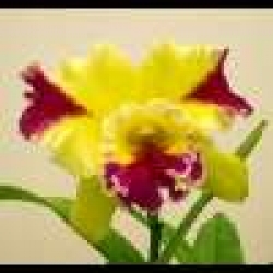 Cattleya