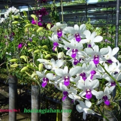 Dendrobium