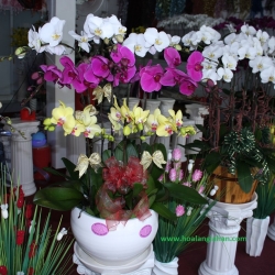 Hồ Điệp Cắm Chậu nghệ thuật