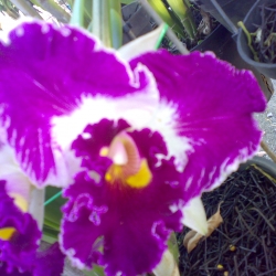 Cattleya