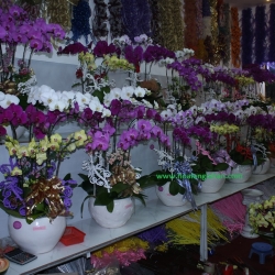 Hồ Điệp Cắm Chậu nghệ thuật