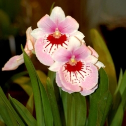 Vũ Nữ