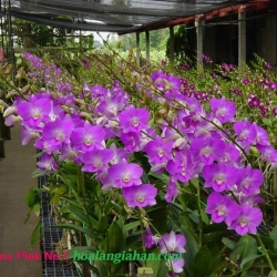 Dendrobium