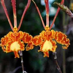 Vũ Nữ