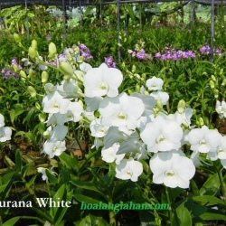 Dendrobium