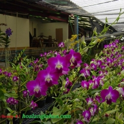 Dendrobium