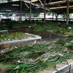 Cây Lan Giống