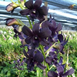 Dendrobium