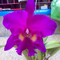Cattleya
