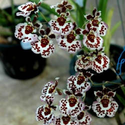 Vũ Nữ