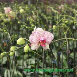 Hồ Điệp