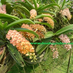 Lan Ngọc điểm