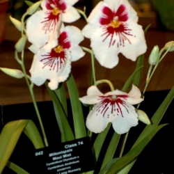 Vũ Nữ