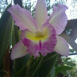 Cattleya