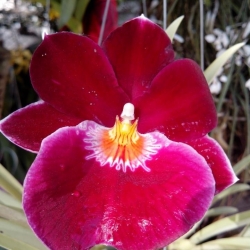 Vũ Nữ