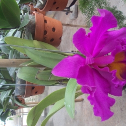 Cattleya