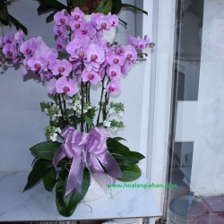 Hồ Điệp Cắm Chậu nghệ thuật