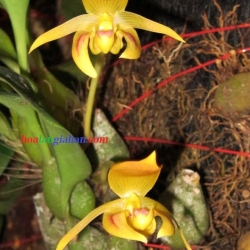 lan rừng