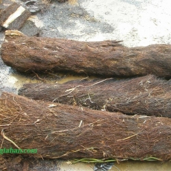 Vật Tư Hoa Lan
