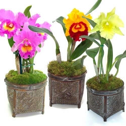 Cattleya