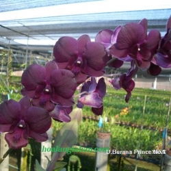 Dendrobium