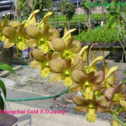 Dendrobium