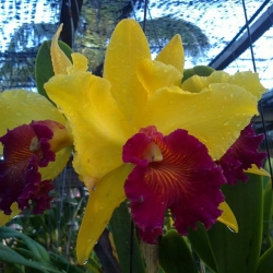 Cattleya