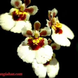 Vũ Nữ