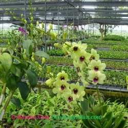 Dendrobium