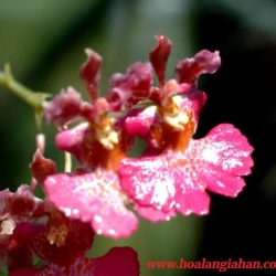 Vũ Nữ