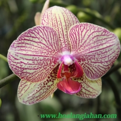 Hồ Điệp