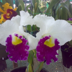Cattleya