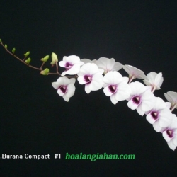 Dendrobium