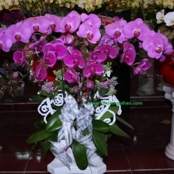 Hồ Điệp Cắm Chậu nghệ thuật
