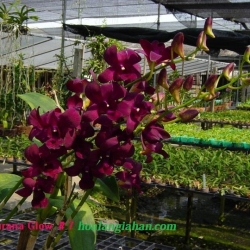 Dendrobium