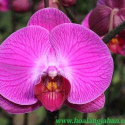 Hồ Điệp