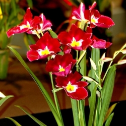 Vũ Nữ