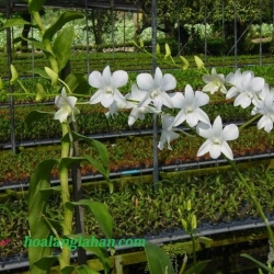 Dendrobium